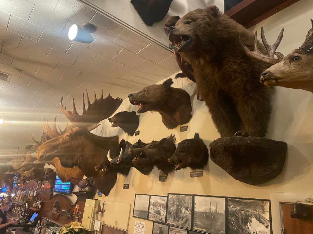 Foster's Bighorn, taxidermy