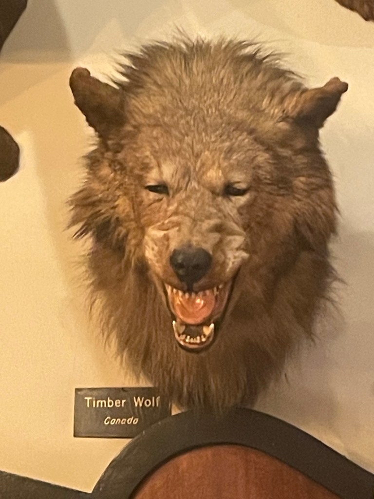 Foster's Bighorn, Timber Wolf