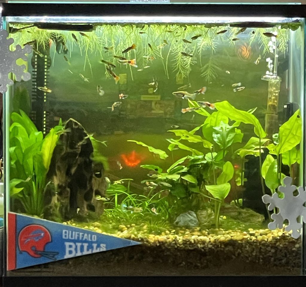 photo of the fish tank of The Fishbowl Bar & Grill, San Francisco