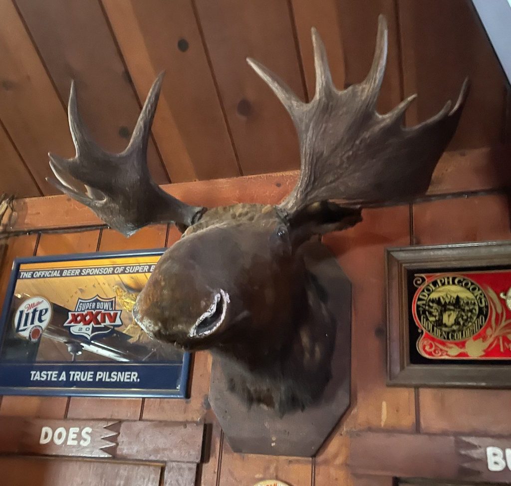 photo of cocaine moose of The Buckhorn, Petaluma, CA